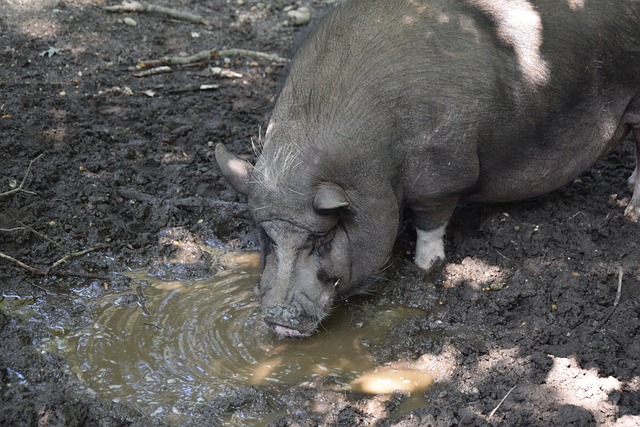 尝试引入新 尝试引入新